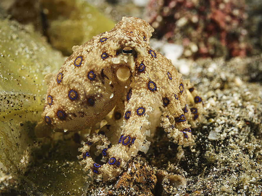 Hapalochlaena lunata